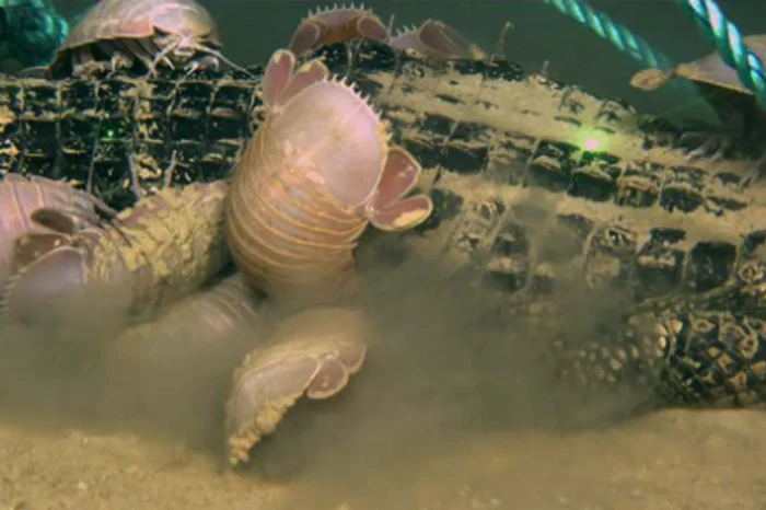 Spesies cacing zombie Osedax memakan tulang buaya di dasar laut Teluk Meksiko